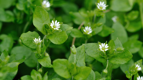Common chickweed | The Wildlife Trusts